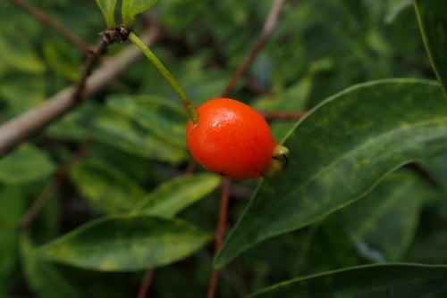 Eugenia punicifolia (Crimson leaf eugenia) — photo