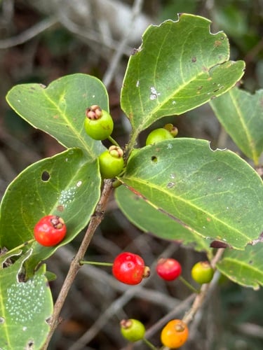 Eugenia punicifolia