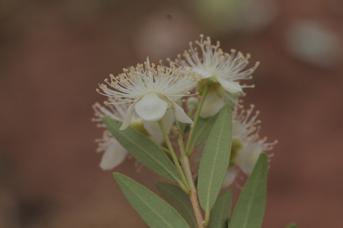Eugenia pyriformis (Uvalha) — photo