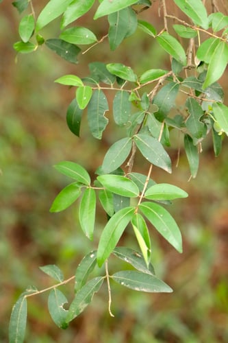 Eugenia pyriformis (Uvalha) — photo