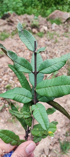 Eugenia quebradensis — photo