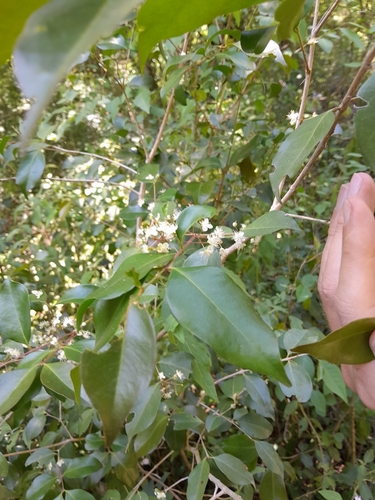 Eugenia racemulosa — photo
