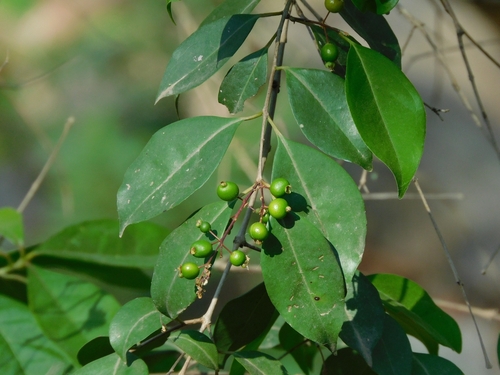 Eugenia racemulosa