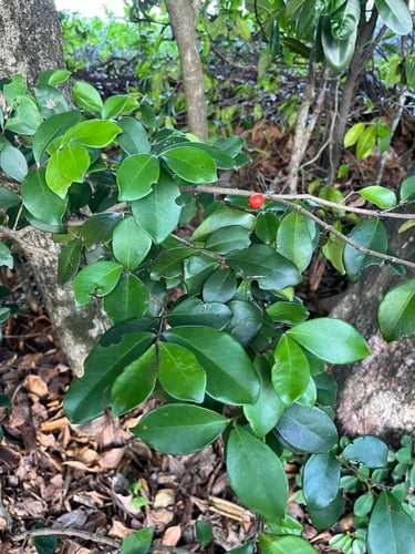 Eugenia reinwardtiana (Sweet cherry) — photo