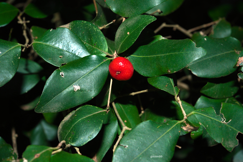 Eugenia repanda (Pitanga-jambo) — photo