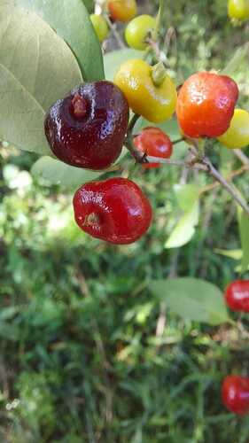 Eugenia repanda (Pitanga-jambo) — photo