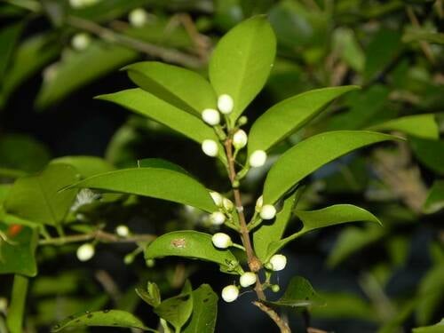 Eugenia repanda