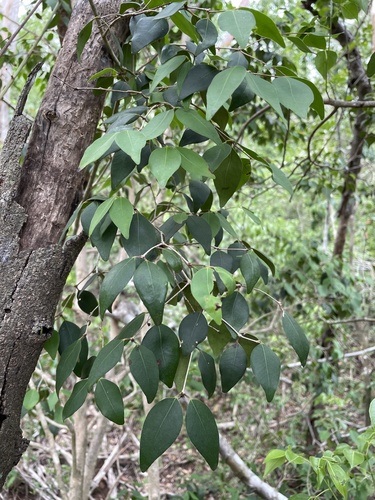 Eugenia rhombea (Spiceberry eugenia) — photo