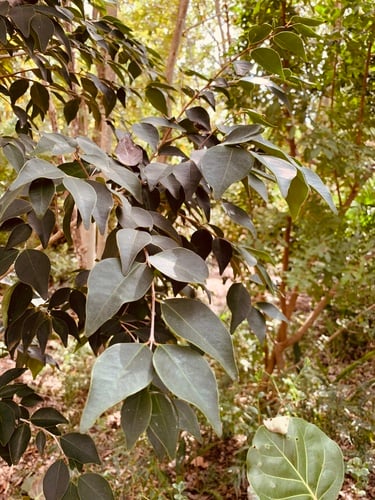 Eugenia rhombea (Spiceberry eugenia) — photo