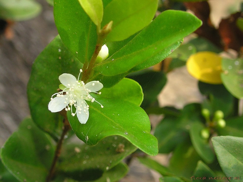 Eugenia roxburghii (Roxburgh's cherry) — photo