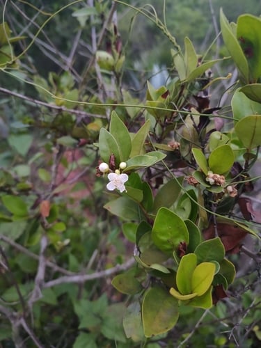 Eugenia roxburghii (Roxburgh's cherry) — photo