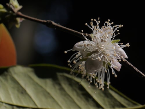 Eugenia roxburghii