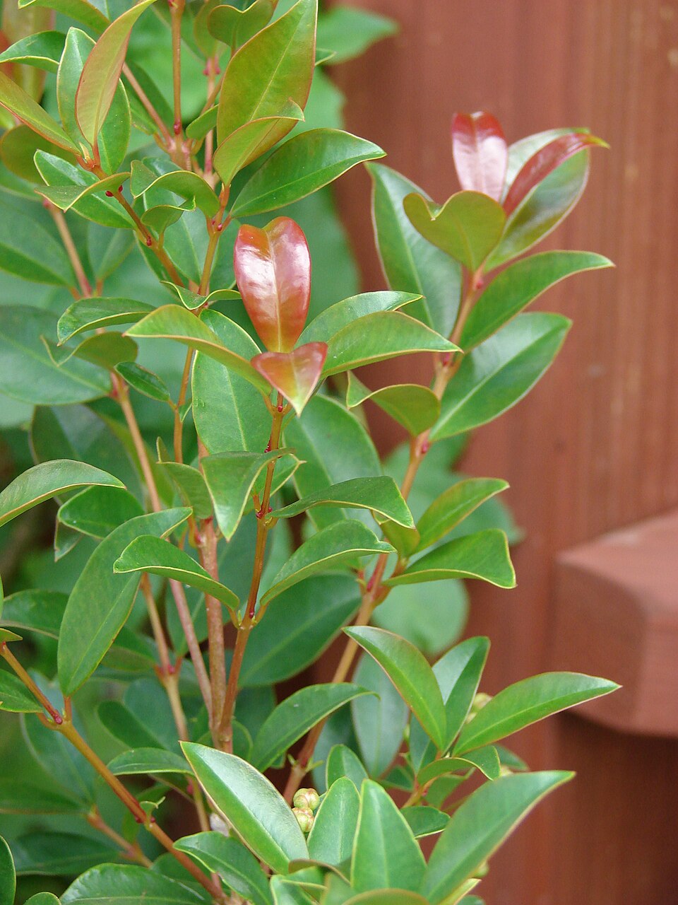 Eugenia sp. 3