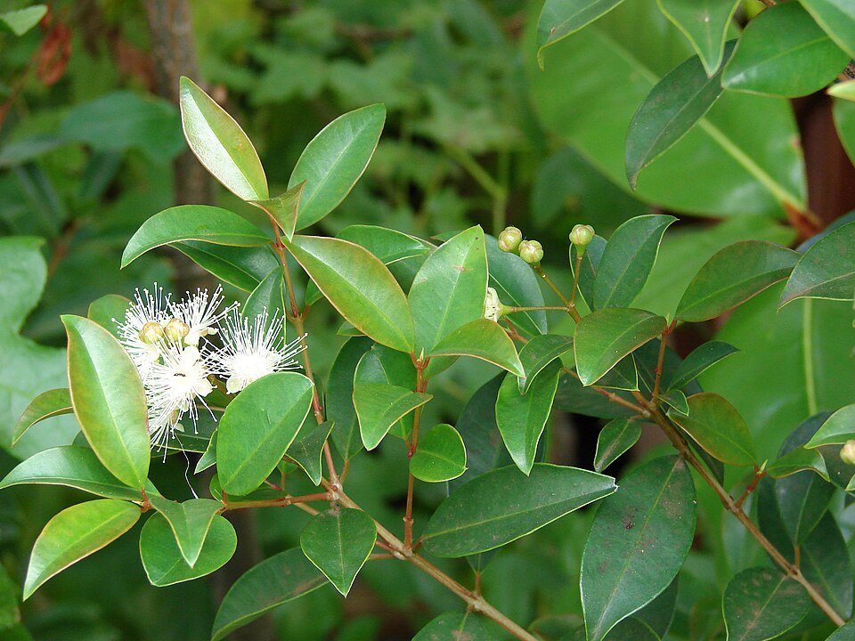 Eugenia sp. 3 (Pitanguinha) — photo