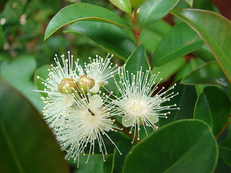 Eugenia sp. 3 (Pitanguinha) — photo