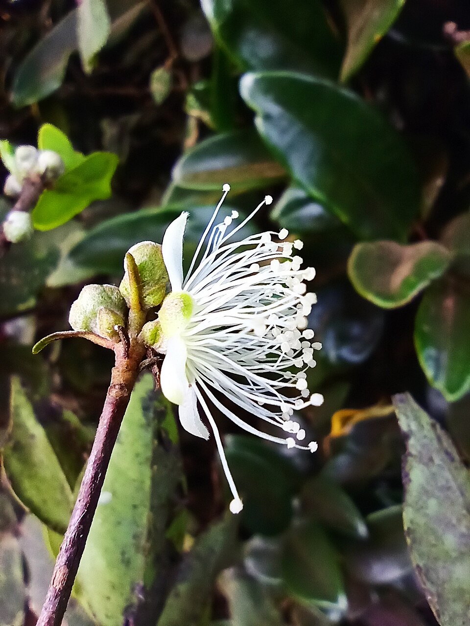 Eugenia sp.