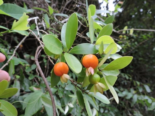 Eugenia speciosa (Iaranjinha-do-mato) — photo