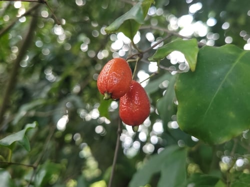Eugenia stigmatosa