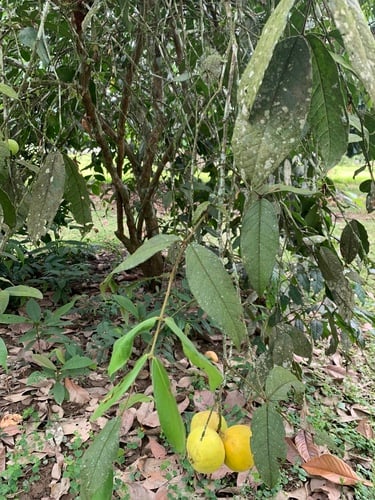 Eugenia stipitata