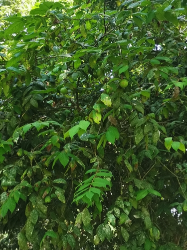 Eugenia stipitata subsp. sororia