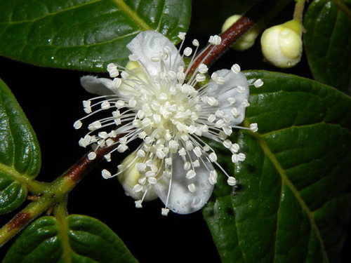 Eugenia stipitata subsp. sororia — photo