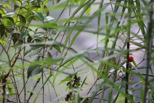 Eugenia subterminalis (Cambui-pitanga) — photo