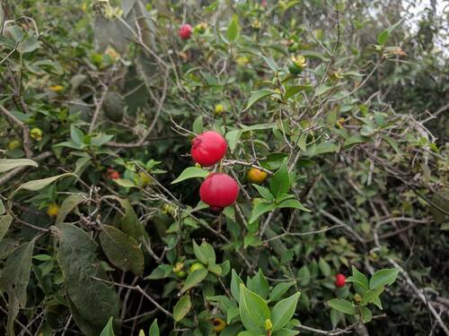 Eugenia subterminalis (Cambui-pitanga) — photo