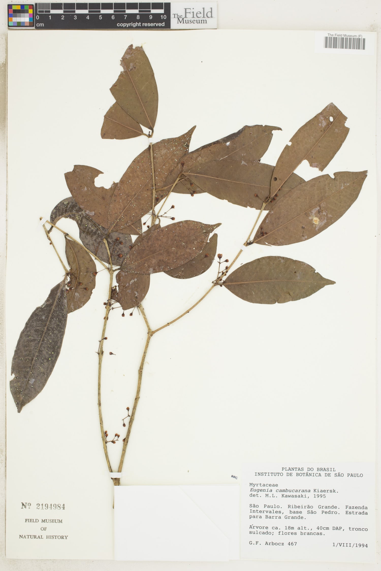 Eugenia supraaxillaris (Tala) — photo