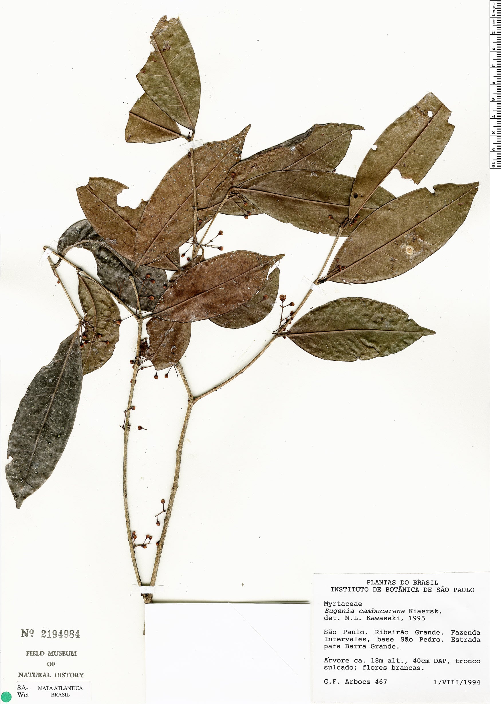 Eugenia supraaxillaris (Tala) — photo