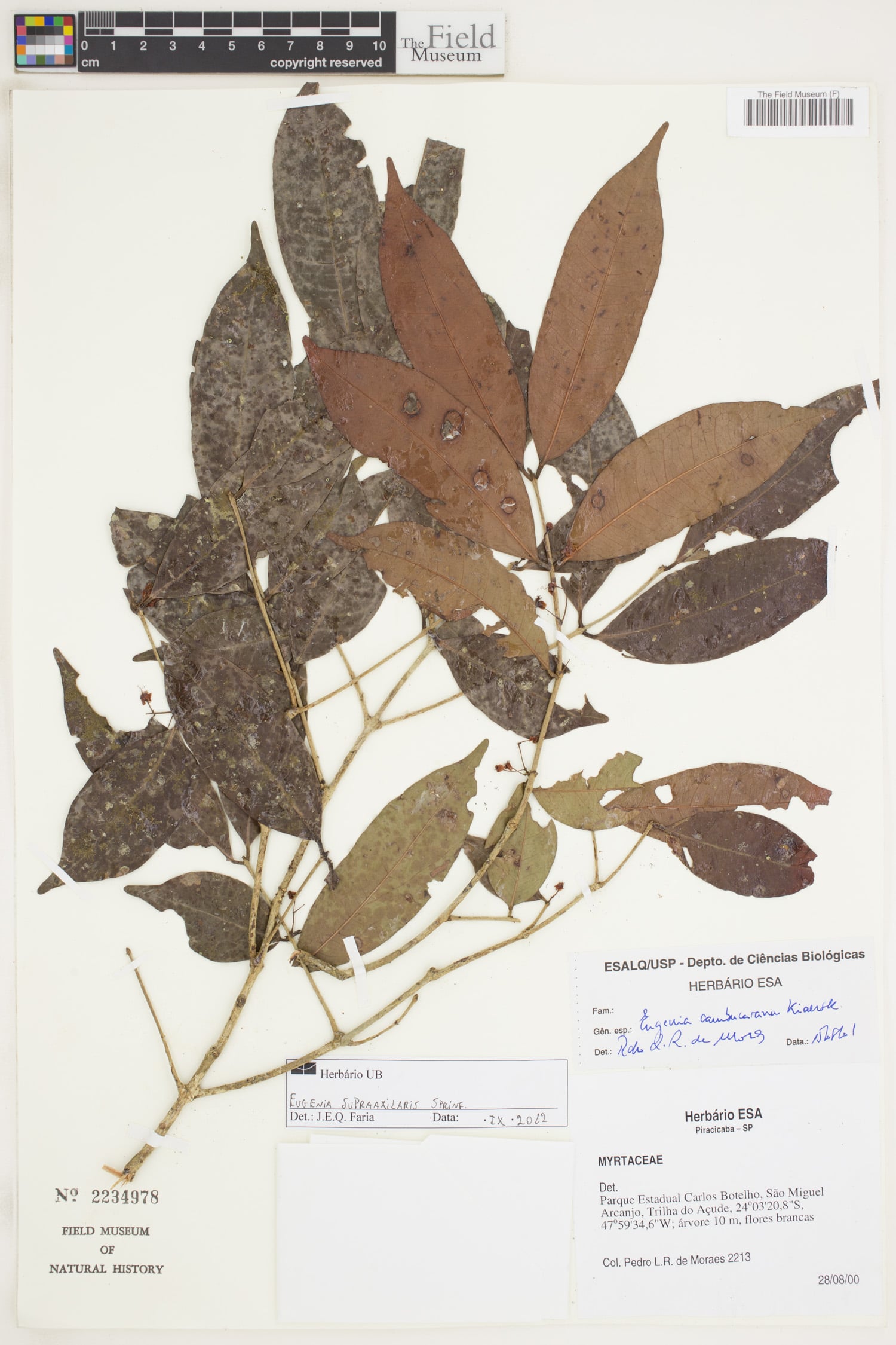 Eugenia supraaxillaris