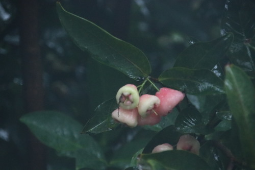 Eugenia suzukii — photo