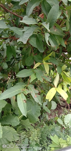 Eugenia suzukii