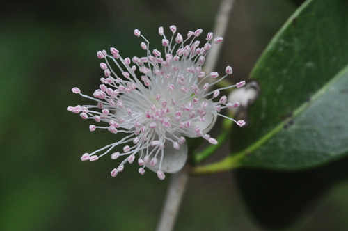 Eugenia tapacumensis — photo