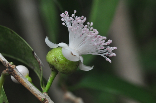 Eugenia tapacumensis — photo