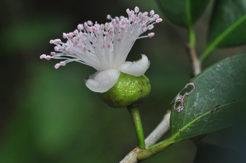 Eugenia tapacumensis
