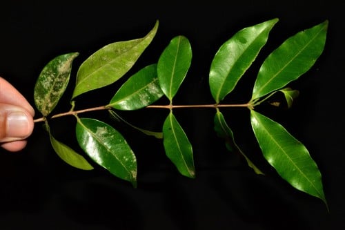 Eugenia ternatifolia — photo
