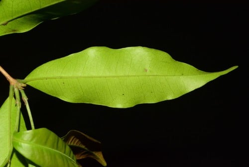 Eugenia ternatifolia — photo