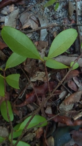 Eugenia tropophylla — photo
