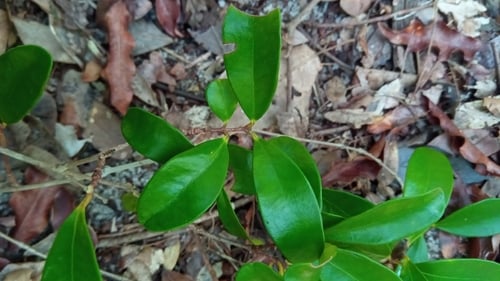 Eugenia tropophylla — photo