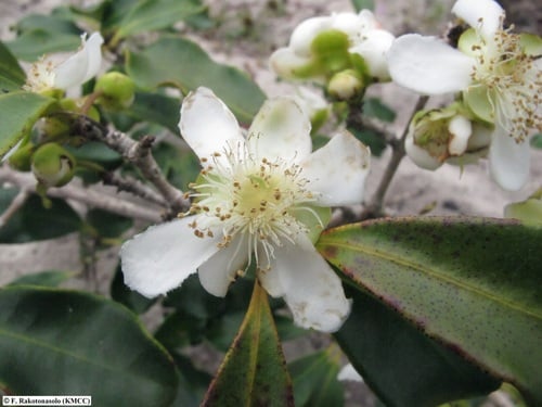 Eugenia tropophylla