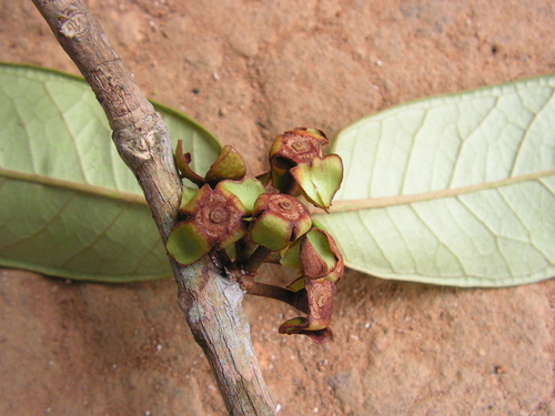 Eugenia umbrosa (Guraca-ita) — photo