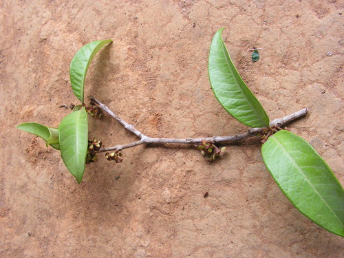 Eugenia umbrosa (Guraca-ita) — photo