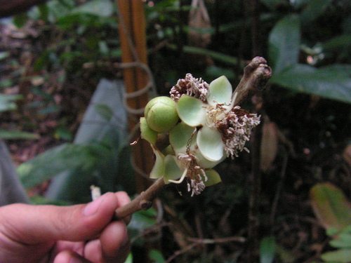 Eugenia umbrosa