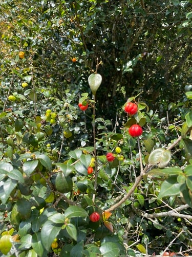 Eugenia uniflora (Surinam cherry) — photo