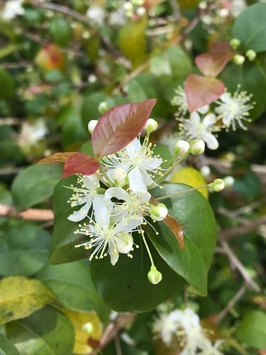 Eugenia uniflora