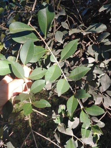 Eugenia uruguayensis — photo