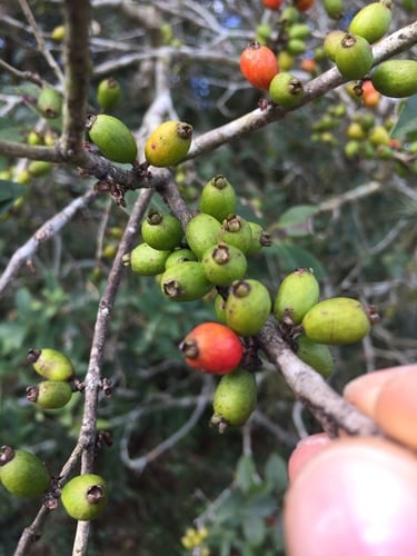 Eugenia uruguayensis