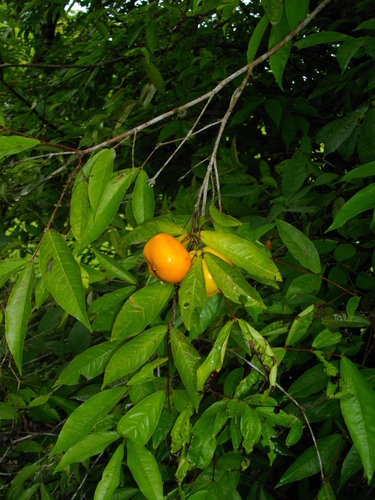 Eugenia victoriana (Guayabilla) — photo