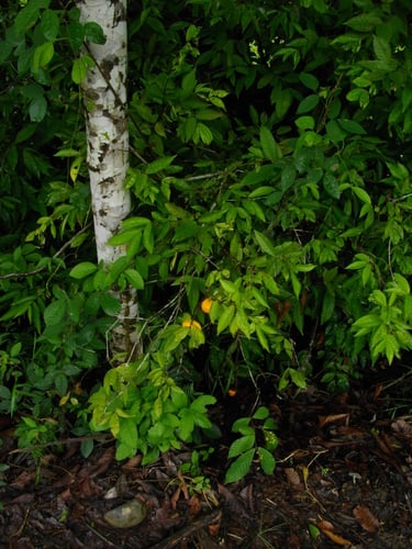 Eugenia victoriana (Guayabilla) — photo