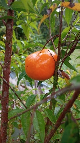 Eugenia victoriana